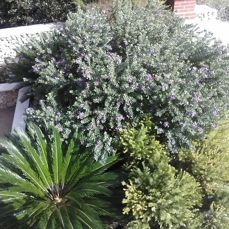 Borovina Lägenhet Bol